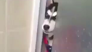 说唱哈士奇